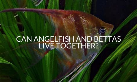 angel betta fish|angelfish and betta live together.